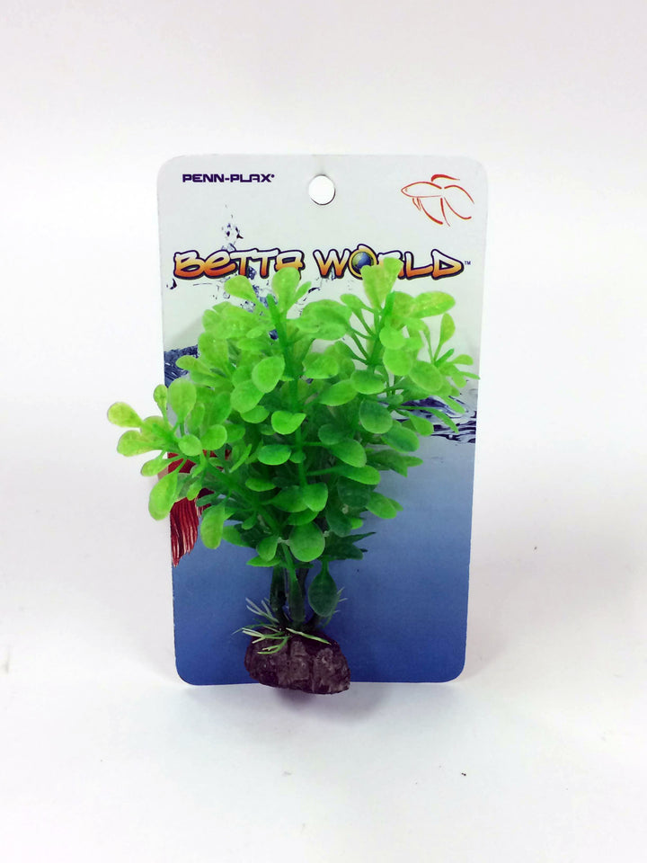 BWP1